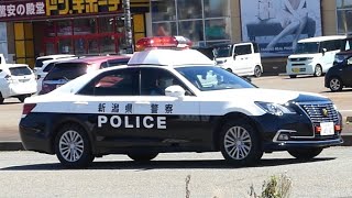 これが新潟県警の取締りだ！指定方向外に進行した車を所轄パトカーがフットサイレンを鳴らして追跡！【交通取締り】