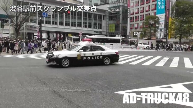 人が増え事件発生か？被疑者を確保し渋谷署へ向けスクランブル交差点を緊急走行するパトカー