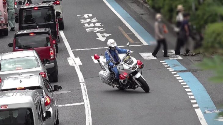 横断歩道を気持ち良く渡ろうとした歩行者を一瞬立ち止まらせたヴォクシーが白バイに歩行者妨害で捕まる瞬間！Japanese Motorcycle police
