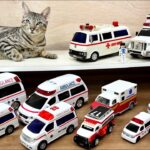 猫と救急車ミニカーをチェック！サイレン鳴らして坂道を緊急走行 Cat check ambulance mini car, siren and drive on the slope.
