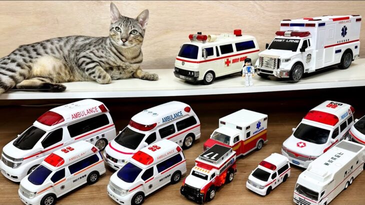 猫と救急車ミニカーをチェック！サイレン鳴らして坂道を緊急走行 Cat check ambulance mini car, siren and drive on the slope.