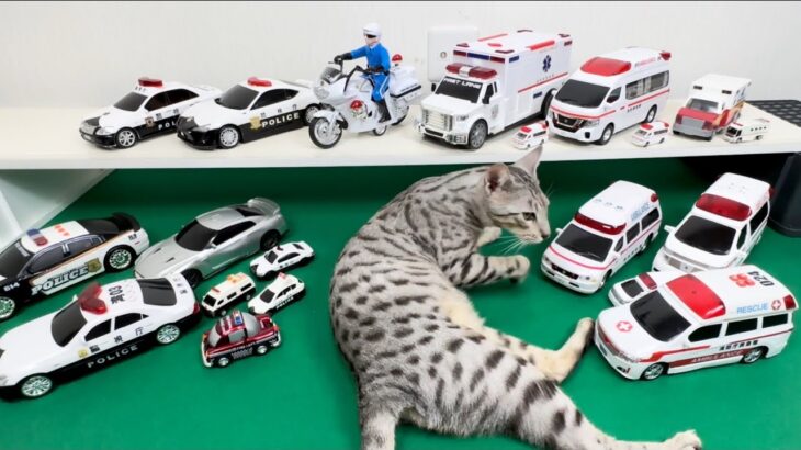 猫が救急車とパトカーのミニカーをチェック2！サイレン鳴らして坂道を緊急走行 Cat check ambulance police cars mini car, siren drive slope.