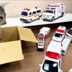 猫と救急車パトカーミニカーをチェック！サイレン鳴らして坂道を緊急走行 Cat ambulance police cars mini car, siren drive slope.car toys