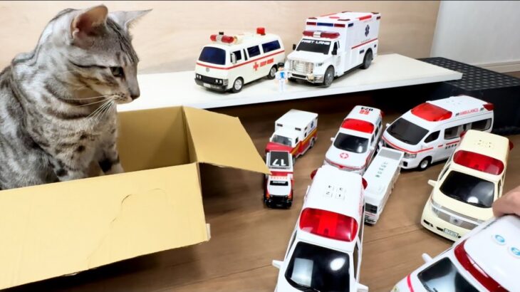 猫と救急車パトカーミニカーをチェック！サイレン鳴らして坂道を緊急走行 Cat ambulance police cars mini car, siren drive slope.car toys