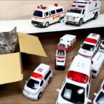 猫と救急車ミニカーをチェック！サイレン鳴らして坂道を緊急走行 Cat check ambulance mini car, siren and drive on the slope.car toys