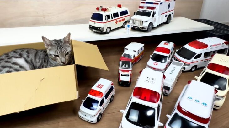 猫と救急車ミニカーをチェック！サイレン鳴らして坂道を緊急走行 Cat check ambulance mini car, siren and drive on the slope.car toys