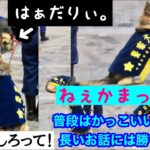 【ねぇかまってよぉ。はぁだりぃ。】普段はかっこいい警察犬も長いお話には勝てない… 千葉県警年頭視閲でのほっこりシーン
