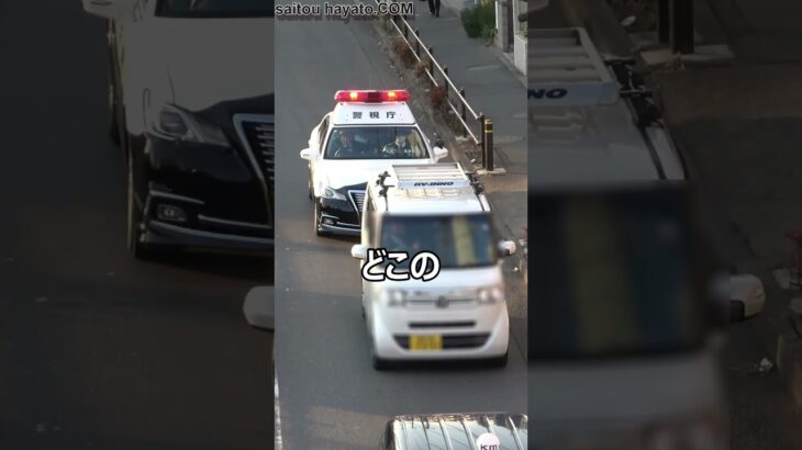 教習所からやり直してこいよ!!パトカーが居ても一時停止しない軽自動車が警察に捕まる瞬間!!#shorts