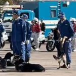 戯れる警察犬🥹　兵庫県警🚨　警察犬🐕　年頭視閲式にて🚨