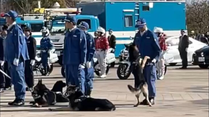 戯れる警察犬🥹　兵庫県警🚨　警察犬🐕　年頭視閲式にて🚨