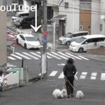【白バイ目線！！】プリウスミサイルを迎撃！！一時停止取り締まりに密着！•どこで止まってる？今更遅い！白バイが一時停止無視車を検挙！•覆面パトカーがヴェルファイアに停止命令！等