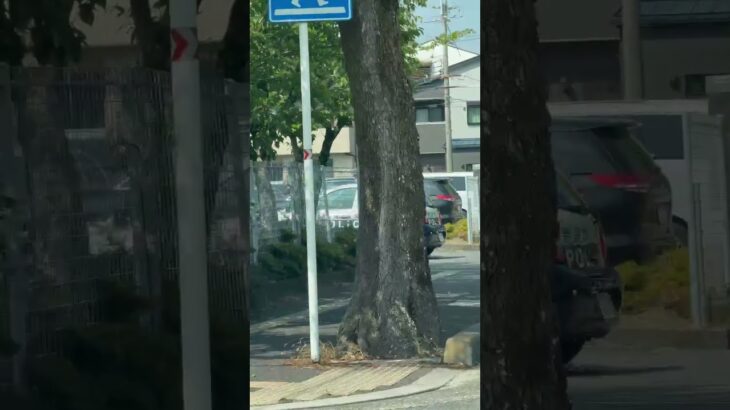 🚨奈良県警🚨パトカー2台🚨 #shorts #shortsfeed #shortsvideo #はたらくくるま