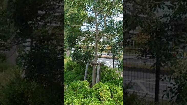 可変ビーコン搭載パラメディック 右折【野庭救急隊・横浜市消防局】