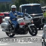 白バイが出ます白バイが出ます!!歩行者妨害の違反車を気持ち良いくらいのサイレン音で捕まえる交通機動隊の取締り!!