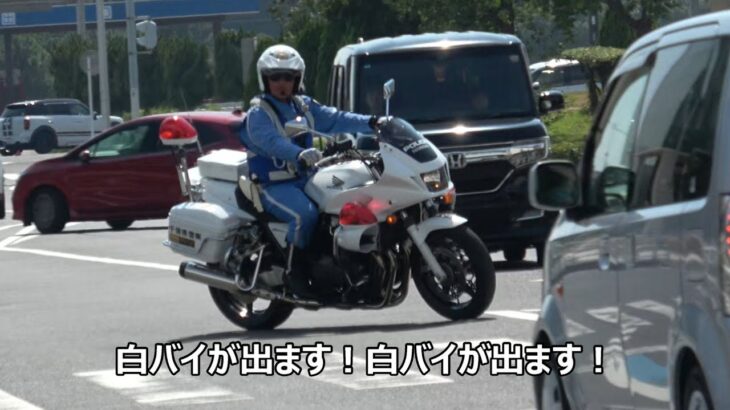 白バイが出ます白バイが出ます!!歩行者妨害の違反車を気持ち良いくらいのサイレン音で捕まえる交通機動隊の取締り!!