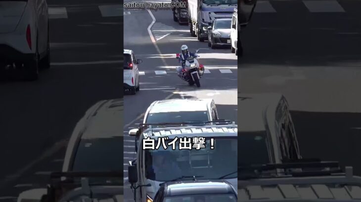 【2台の白バイで護衛する様にサイン会場へ!】目の前でトラック運転手さんがお手本を見せているのに横断歩道をnon stopで走り抜けたアルファードが歩行者妨害で白バイに捕まる一部始終!