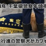 【ノーカットでお届け!】令和8年 千葉県警察年頭視閲式での警察犬の行進がかわいい＆白バイやパトカーのサイレン音にも動じず自由奔放ぶりな警察犬の仕草が可愛い!