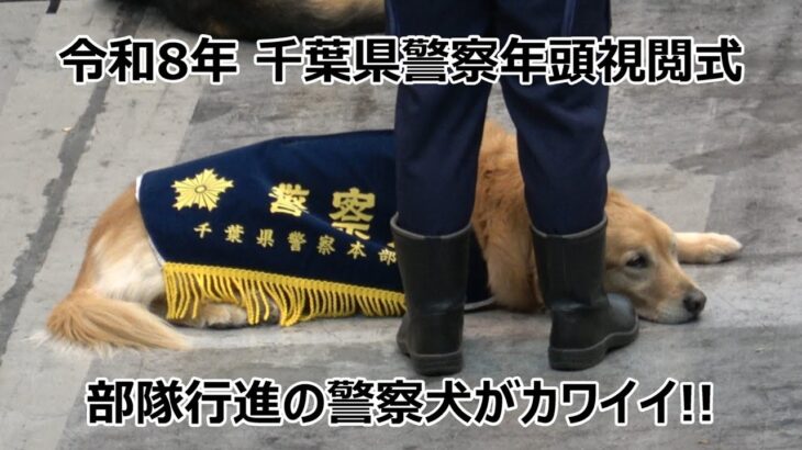 【ノーカットでお届け!】令和8年 千葉県警察年頭視閲式での警察犬の行進がかわいい＆白バイやパトカーのサイレン音にも動じず自由奔放ぶりな警察犬の仕草が可愛い!