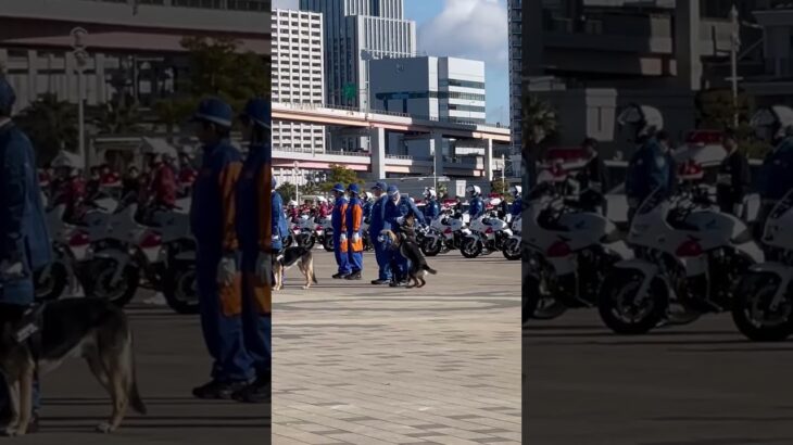 🥰式典でテンション上がり過ぎた警察犬🥰🥰🥰　#警察犬 #shorts #short #shortvideo