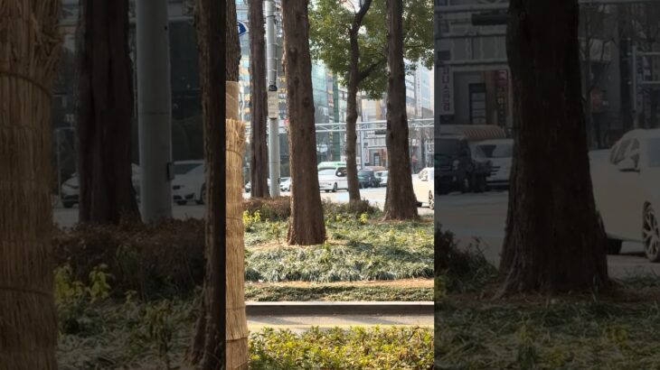 韓国の民間企業の救急車緊急走行(wail+補助サイレン)#韓国 #釜山 #緊急出動 #緊急車両 #緊急走行 #救急車 #ambulance #responding #korea #구급차 #출동