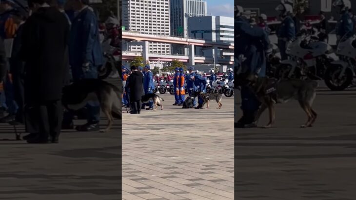 🩷テンション上がる警察犬がかわいい🩷 #犬 #警察犬 #short #shorts