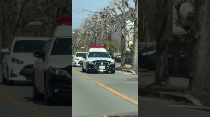 🚨パトカー🚨兵庫県警🚨パトロール🚨　#パトカー #shorts #shortsfeed #shortsvideo #shortsyoutube