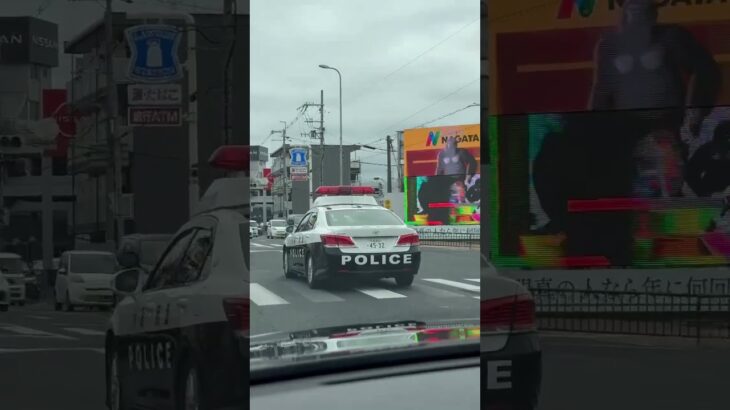 🤣🤣🤣パトカー越しにゴリラが踊ってて草🤣🤣🤣　#おもしろ #パトカー  #shorts #short #shortvideo