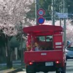 🚨消防団の車と桜🌸 #消防車 #桜 #消防団