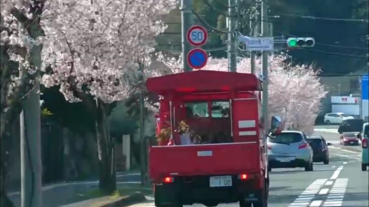 🚨消防団の車と桜🌸 #消防車 #桜 #消防団