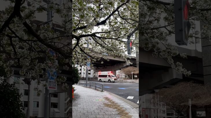 【新年度】オオシマザクラが満開の日本橋兜町を緊急走行/東京消防庁/救急車