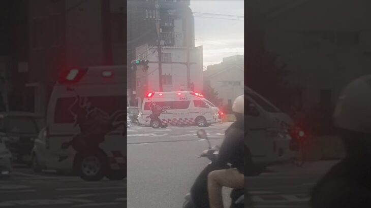 【緊急走行】TCD搭載！日置市消防本部日消救急1