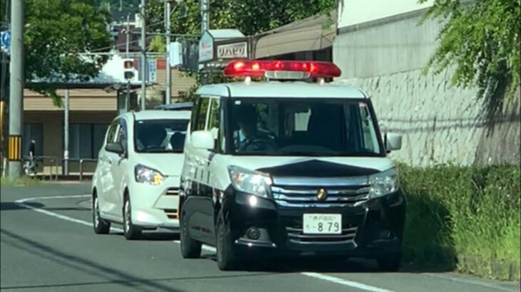 🚨違反者を捕まえたパトカー🚨兵庫県警🚨 #パトカー #ミニパト #兵庫県警 #取り締まり