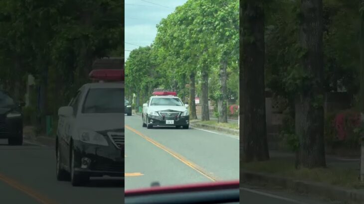 🚨パトカー🚨兵庫県警🚨パトロール🚨クラウンパトカー🚨 #パトカー #クラウンパトカー #兵庫県警 #shorts #short #shortvideo