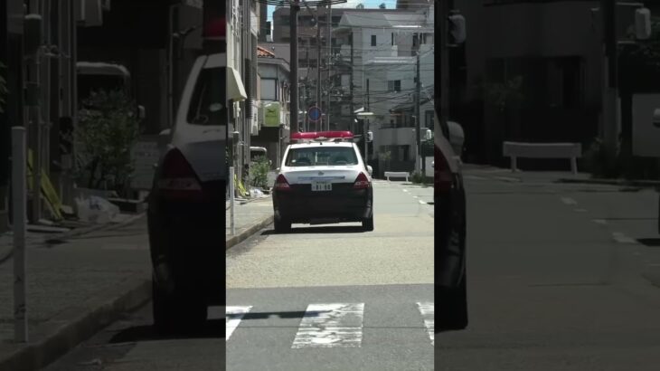 🚨道路に停まっているパトカー🚨兵庫県警🚨 #パトカー #ミニパト #兵庫県警 #shorts #shortvideo #short #shortsfeed